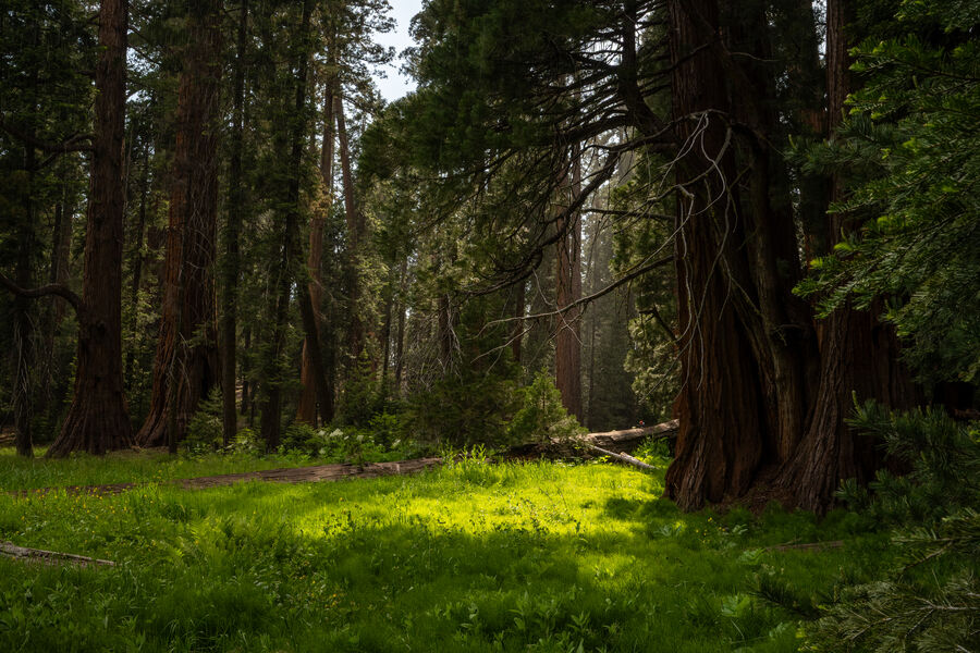 Sequioa National Park, CA