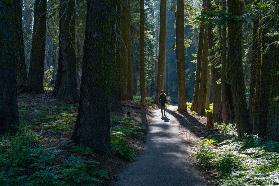 Sequioa National Park, CA