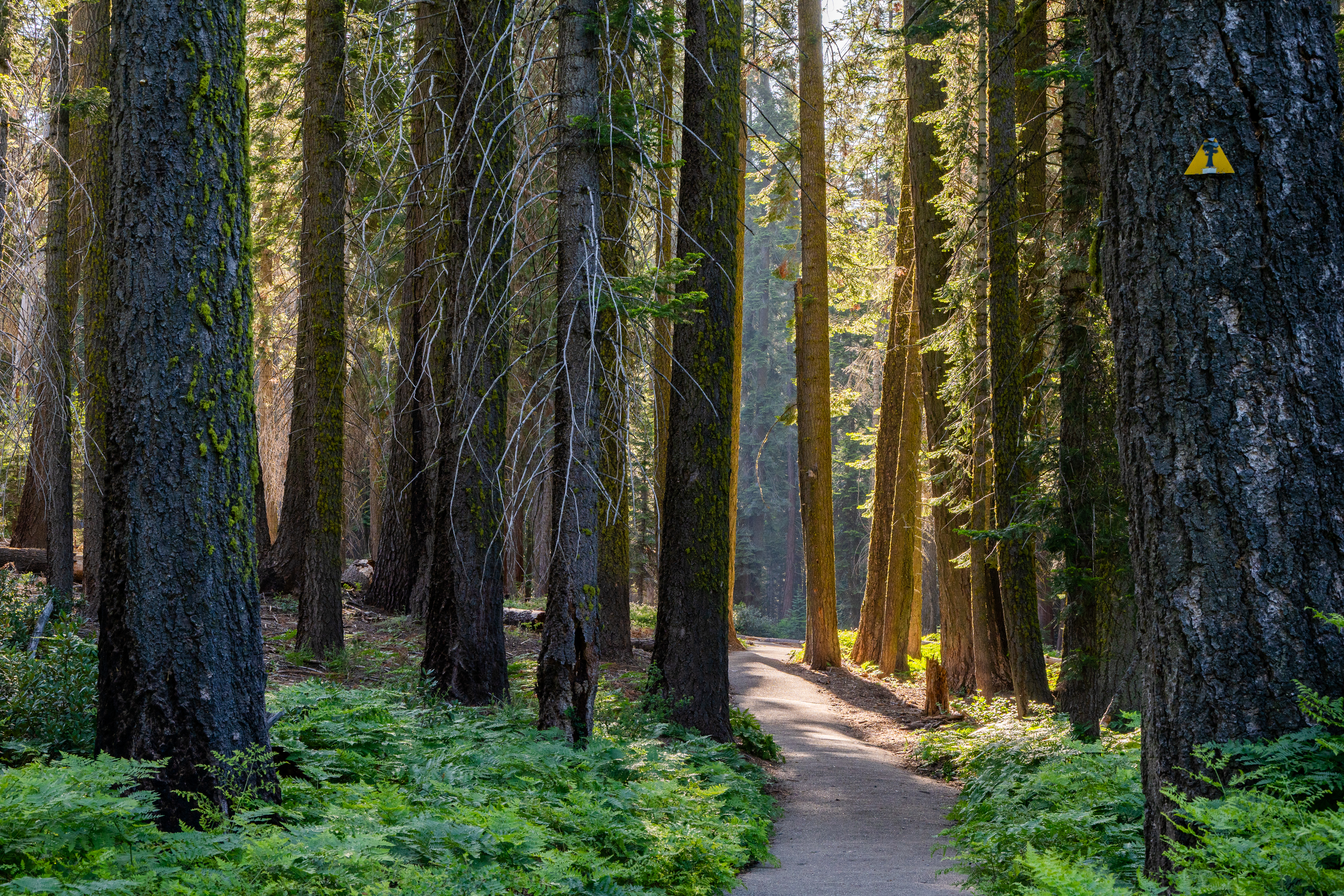 Sequioa National Park, CA